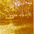 Birkenwälchen im Süden